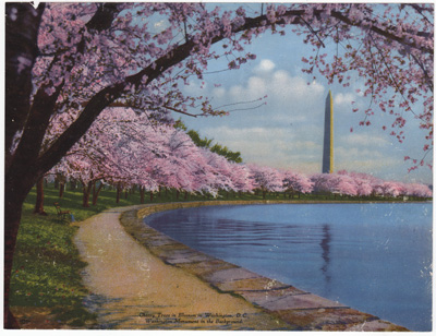 Cherry Trees in Blossom in Washington, D.C.